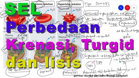 Perbedaan Krenasi Hemolisis Turgid Dan Plasmolisis Pada Osmosis