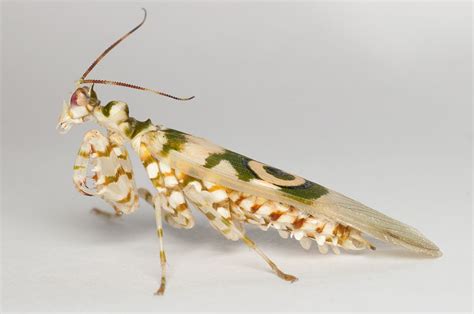 Learn about Nature | Spiny Flower Mantis Care Sheet - Learn about Nature