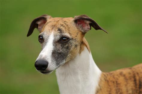 Whippet Greyhound Photograph by Waldek Dabrowski