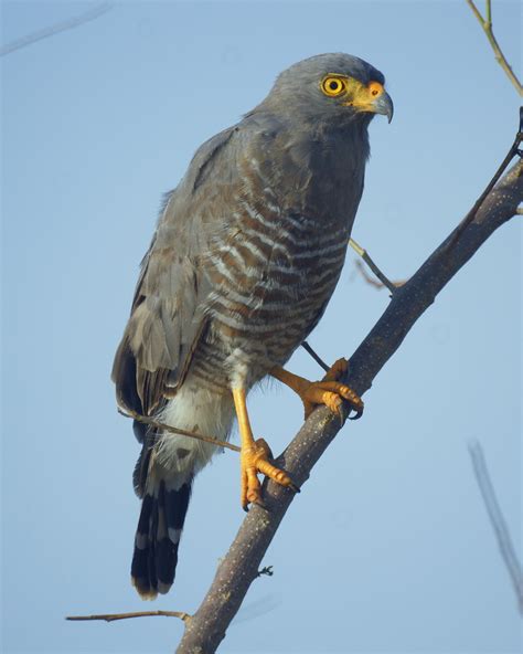 Aguililla Caminera Aves De La Provincia De C Rdoba Argentina