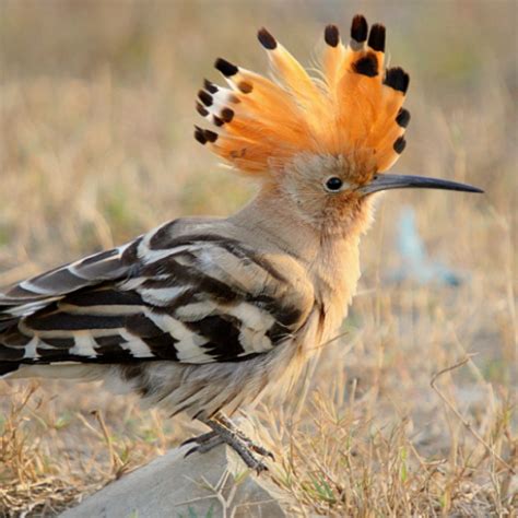 Hoopoe bird song - Apps on Google Play