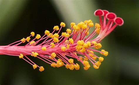 Macro Of The Reproductive Organs Of A Hibiscus Flower The… Flickr