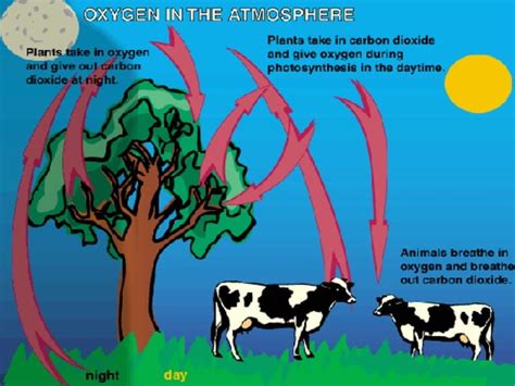 4 The Oxygen Cycle Ppt