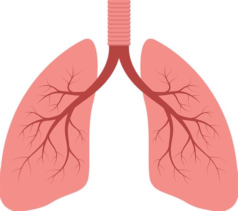 Lung Clipart Design Illustration Png