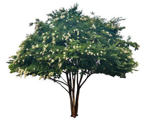 Natchez Crepe Myrtle Png Etsy