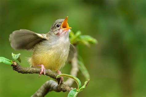 Songbirds Are Struggling With Noise Pollution