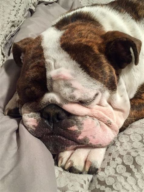 Sleeping English bulldog