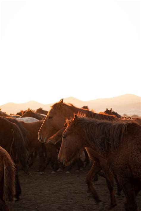 A Herd of Horses · Free Stock Photo