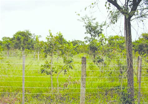 Cerrado Em Regenera O Natural Em Rea Invadida Por Braqui Ria E Sem A