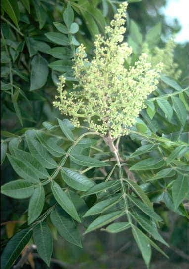 30 Flameleaf Sumac Tree Shining Dwarf Winged Rhus Schmaltzia Copallina Seedville Usa