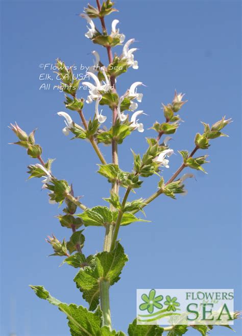 Salvia Palestina Palestine Sage