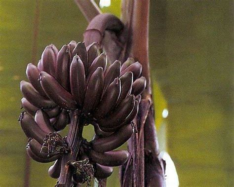 ARLO Gardens Live Rare Dwarf Tissue Culture Musa Dark Red Banana