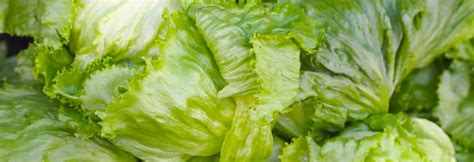 Iceberg Lettuce