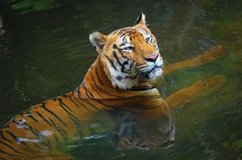 Todo Sobre El Tigre De Bengala Hábitat Características Y Alimentación