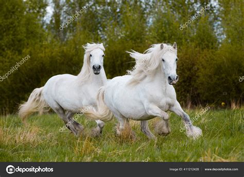 Two White Horses Galloping Together Outdoors Field Two Big Heavy Stock ...