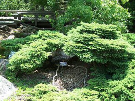 Birds Nest Spruce Makes A Nice Low Evergreen Shrub Horticulture