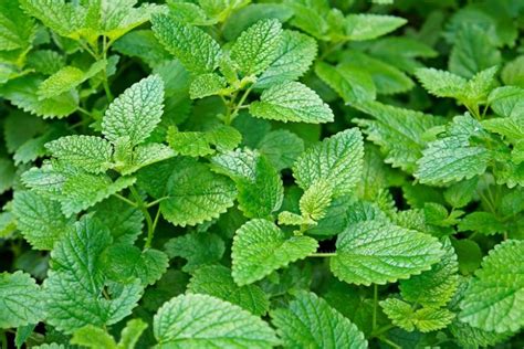 Lemon Balm Melissa Officinalis