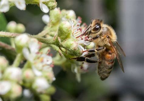 The 10 Smartest Insects In The World | Earth Life