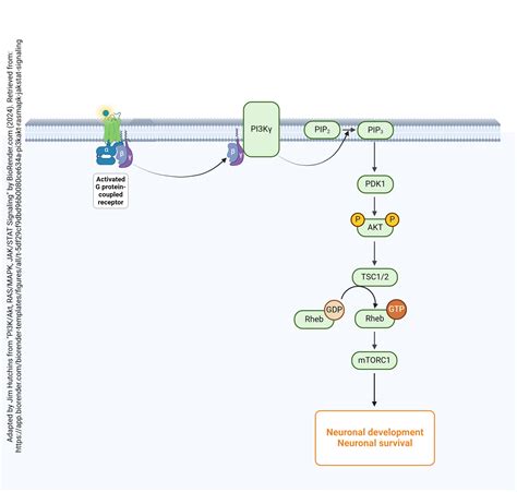 The Inositol Triphosphate Diacylglycerol Calcium Second Messenger System Developing