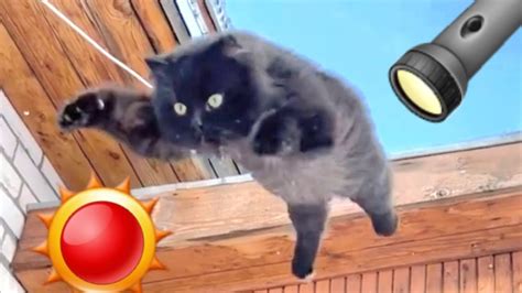 Тренировка кота Черныша с лазерной указкой ☀️🔦🐈‍⬛ #smartcat - YouTube