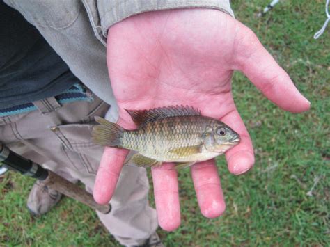 Small Juvenile South African Freshwater Fish And The Beauty They Possess