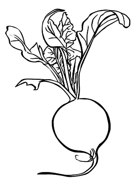 Desenho De Rabanete Vegetal Para Colorir Tudodesenhos Porn Sex Picture