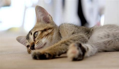 Pancreatitis In Cats Symptoms And Treatment Petcoach