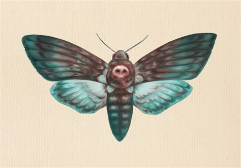 Death's-head Hawkmoth by Fiction69 on DeviantArt