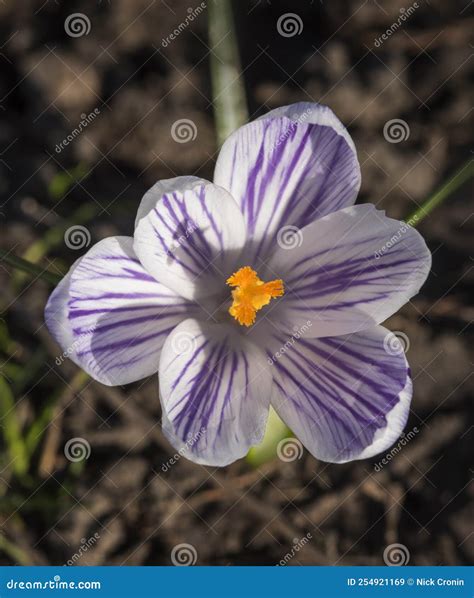 Blommor St Ngning Av Ljusa Varierade Lila Och Vita Krockar P V Ren