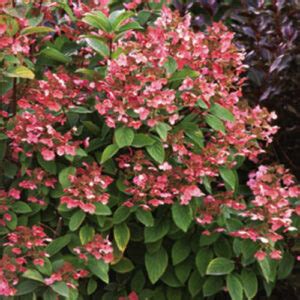 Hydrangea Paniculata Quick Fire P Pini Re Cramer Inc