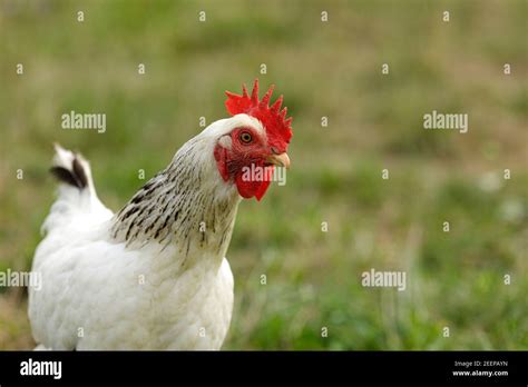 White Leghorn Hi Res Stock Photography And Images Alamy