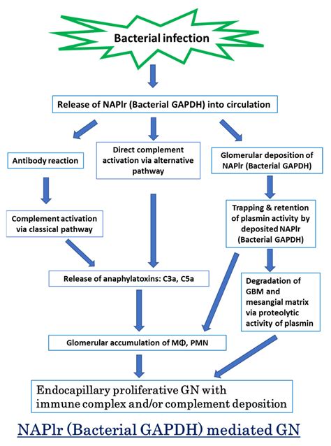 Glomerulonephritis Pathophysiology