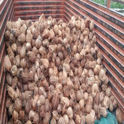 A Grade Semi Husked Pollachi Natural Coconut Packaging Size Kg