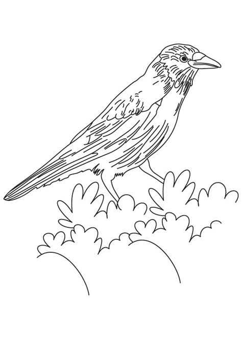 Coloring Pages Crow