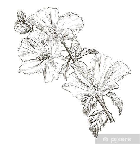 Fototapet H Nd Tegning Hibiscus Blomst Pixers Dk