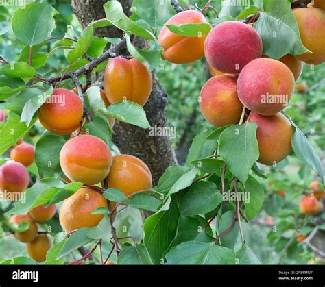 Mature Robada Apricots Branch Prunus Armeniaca Maryhill Highway