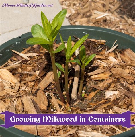 Container Gardening Ideas Grow Milkweed For Monarchs