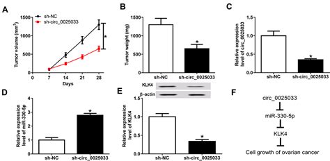 Circular Rna Circ Promotes The Evolvement Of Ovarian Cancer Th