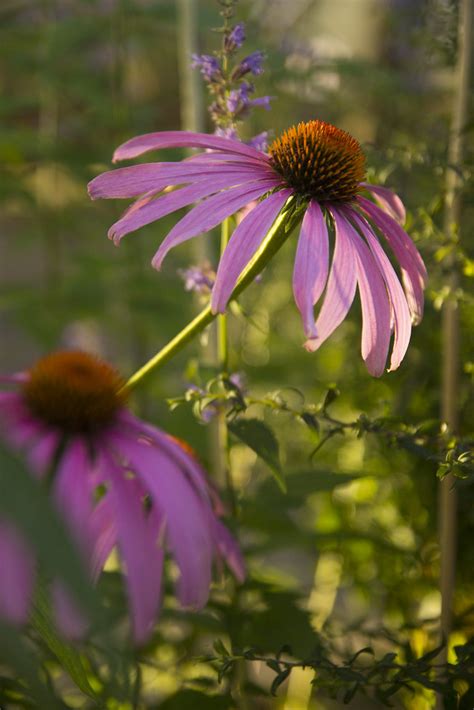 Echinacea Showoff Thin Petals Scott Weber Flickr