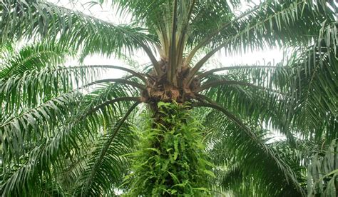 Identify House Plant Palms With These 5 Tips Gardening Dream