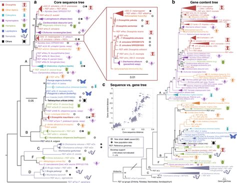 Whole Genome Phylogenies Of Wolbachia A Maximum Likelihood Tree Of 313