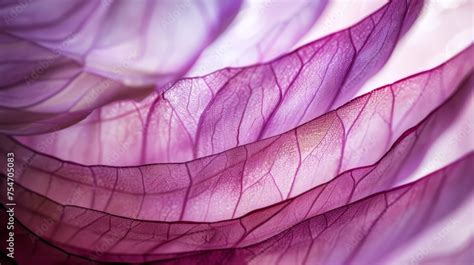 Backlit Of Red Onion Skin Showing Lines And Natural Patterns Stock