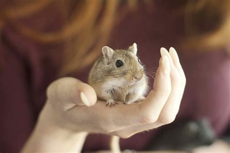 How To Tame A Pet Gerbil