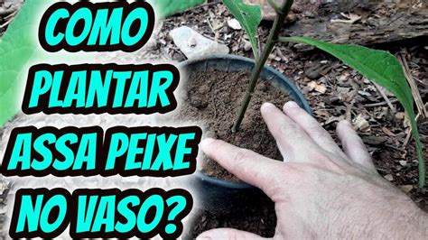 Como Plantar Cultivar A Planta Medicinal Assa Peixe No Vaso Dica Para