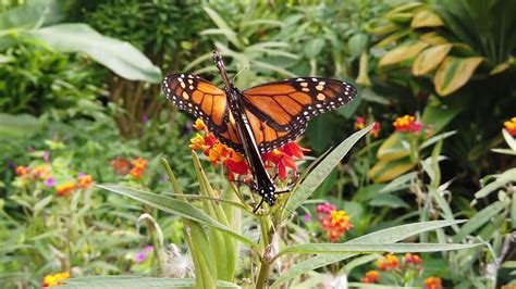 Monarch Mating Ritual Butterfly Sex In La Oratava Tenerife Canary Islands Youtube