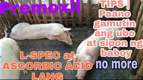 Tips Paano Gamutin Ang Ubo At Sipon Ng Baboy Mabisa Ba Ang Ascorbic