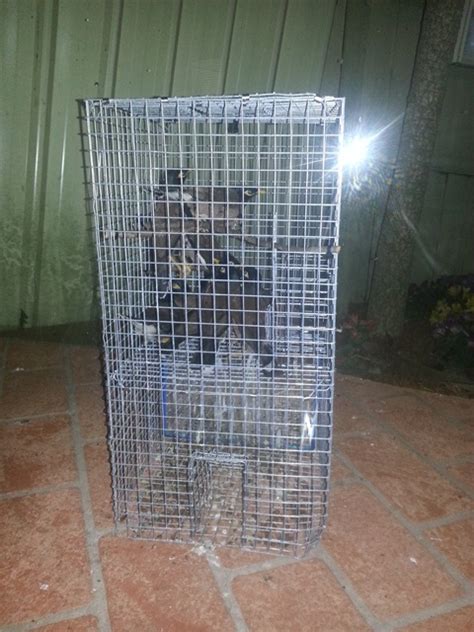 Myna Bird Traps Delivered Australia Wide Trapping Myna Birds