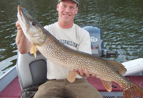 Minnesota Fishing Resort Northern Pike On Lake Vermilion