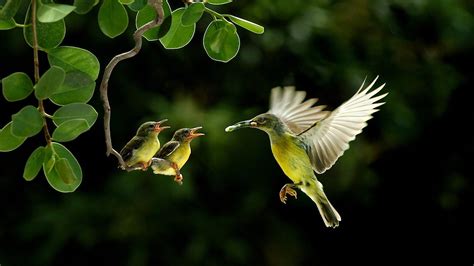 🥇 Baby birds wildlife wallpaper | (51498)