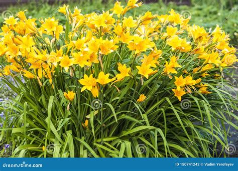 Branch Of Flower Hemerocallis Lilioasphodelus Also Called Lemon Lily